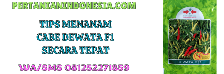 tips,menanam,menanam cabe,budidaya,pertanian indonesia